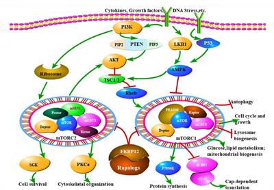 Editorial: Deciphering and targeting the mTOR pathway in hematologic malignancies